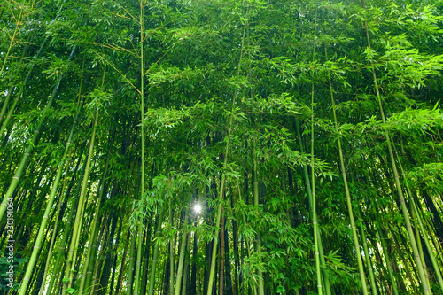 Green bamboo leaves background material. Bamboo forest.