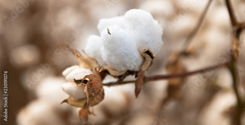 Quadro su tela Cotton plant in the field