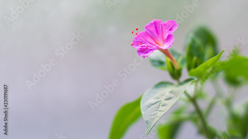 Mirabilis flower  pink color