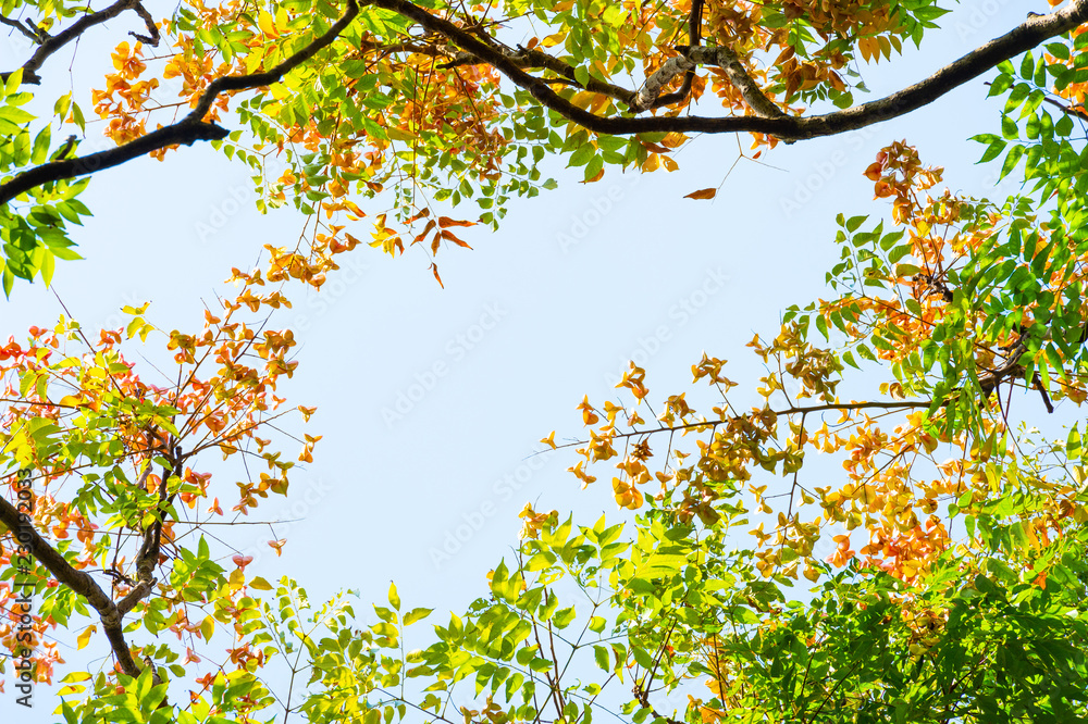 Top view with tree branch and blue sky