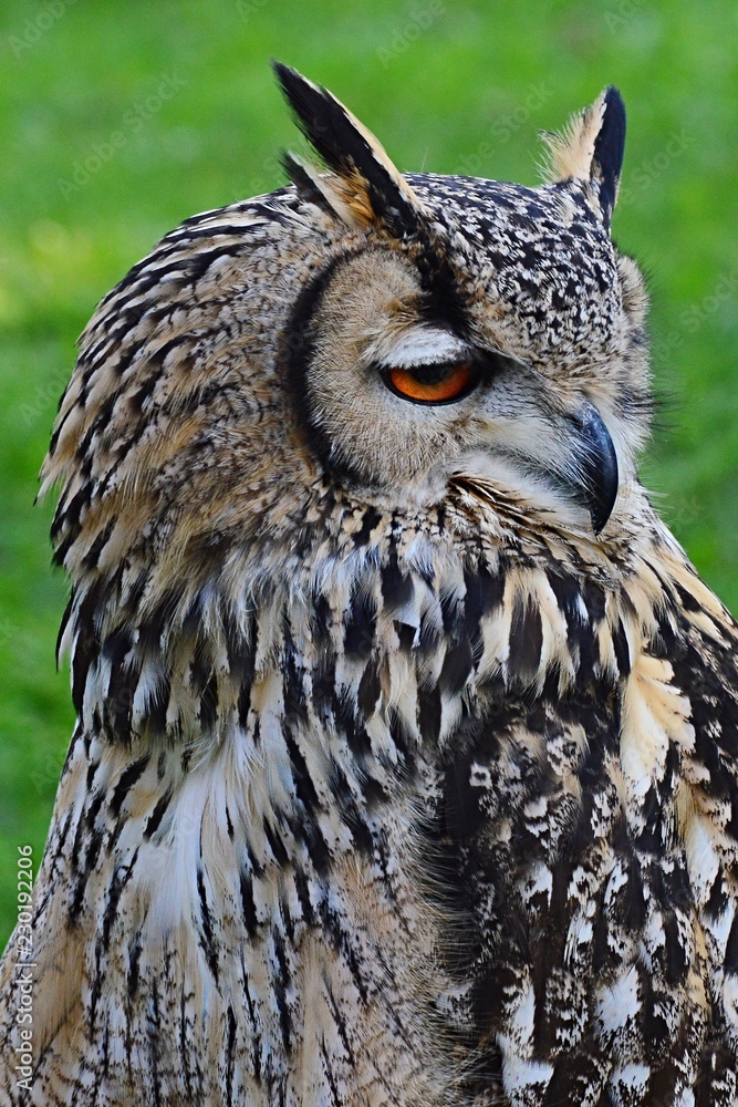 Fototapeta premium Eurasian eagle-owl, latin name Bubo Bubo, looking right, eyes half closed, green lawn in background