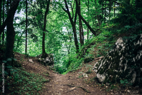 Path in the forest