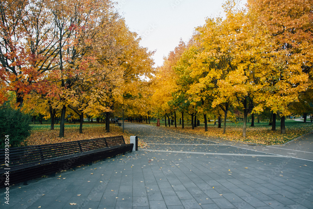 Φωτογραφία Park alley with golden yellow trees, Sadovniki, Moscow, Russia
