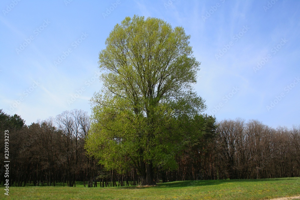 Obraz premium tree in the field