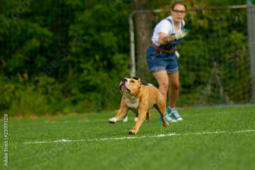 American Staffordshire Terrier dog on a summer day