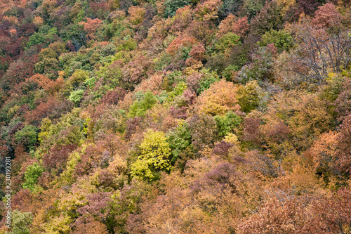 Autumn forest