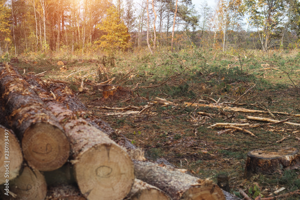 Fighting beetle bark beetles, felling of trees, aids sick and infected trees bark beetle Fighting beetle bark beetles, felling of trees, aids sick and infected trees bark beetle