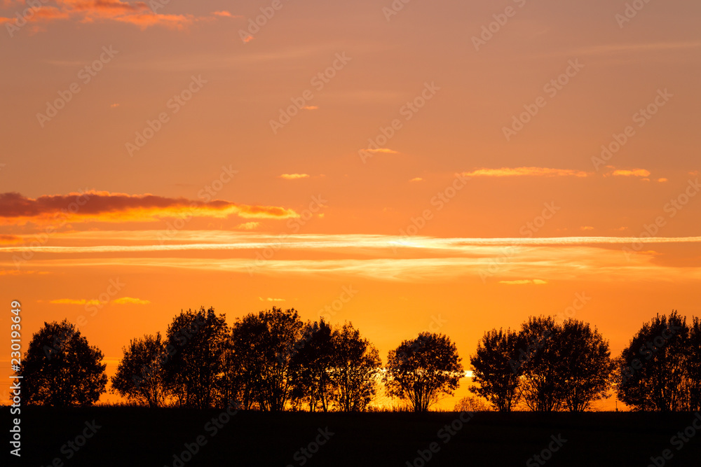 Evening landscape with silhouettes of trees against the sky with clouds Evening landscape with silhouettes of trees against the sky with clouds