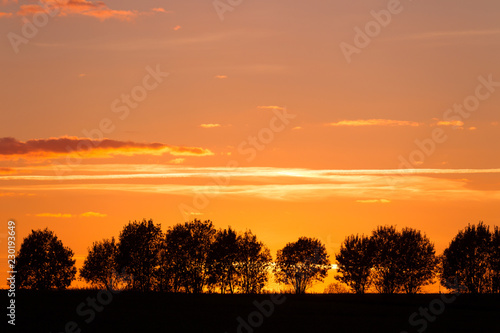 Evening landscape with silhouettes of trees against the sky with clouds
