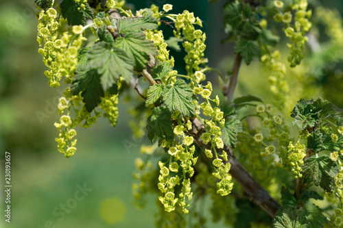 branches of a blooming black currant in a garden in the spring , Close-up branches currants with selective focus on a nature green background.