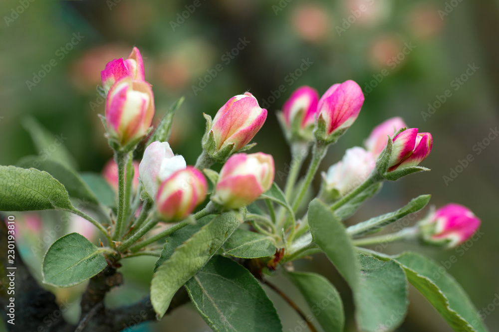Blooming apple tree in spring time. close-up view , nature background with selective focus Blooming apple tree in spring time. close-up view , nature background with selective focus