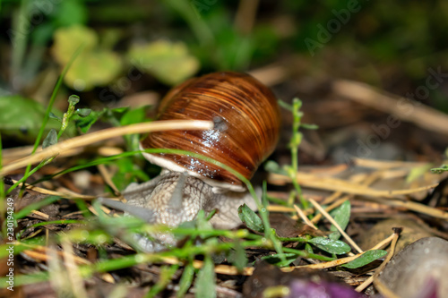 Big snail in shell crawling on road, summer day in garden