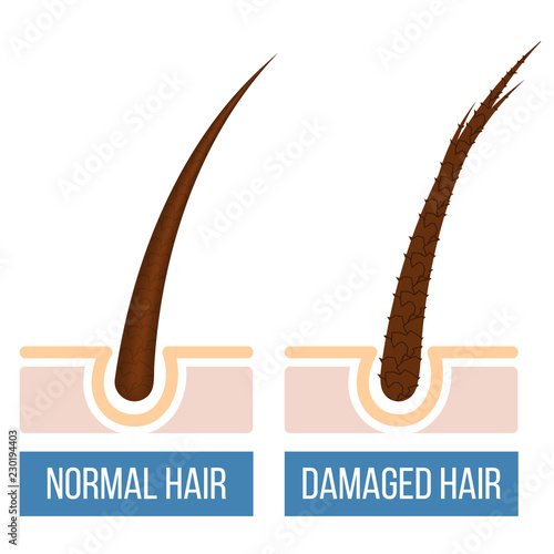 Hair care. Normal and damaged hair with split ends. Vector