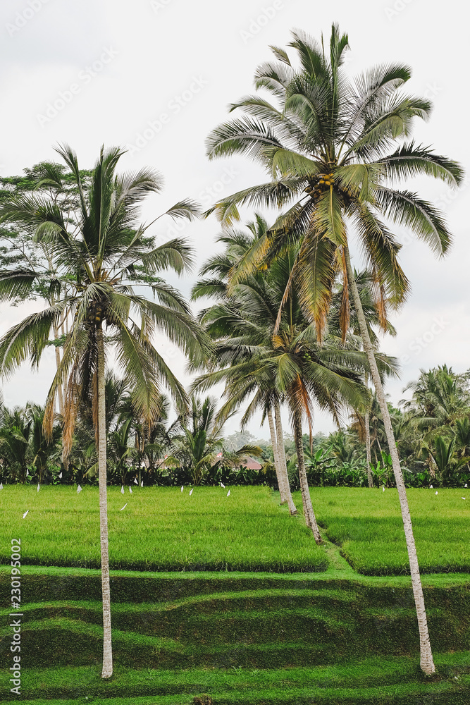 Coconut trees high and Rice Terrace Fields and some Palm Trees