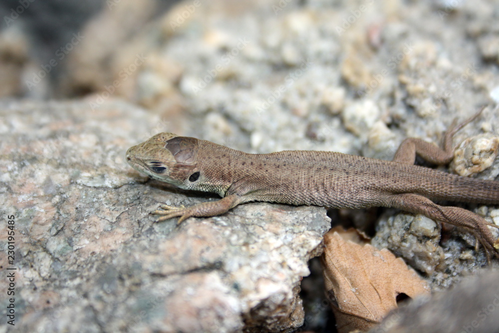 Little brown lizard with closed eyes on a stone Little brown lizard with closed eyes on a stone
