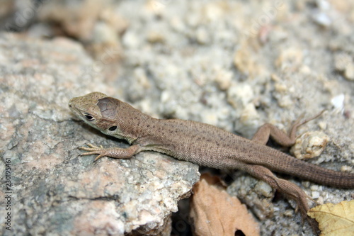 Little brown lizard on the rocks