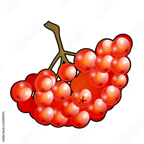 Bunch of red Rowan berries isolated on white background. Vector illustration.