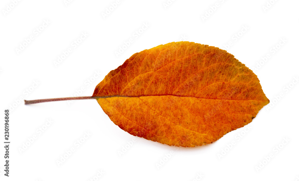 Fototapeta premium Colorful autumn leaves isolated on white background