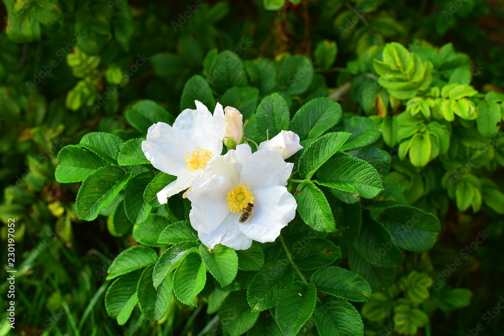 bee on a thriving white wild rose bee on a thriving white wild rose
