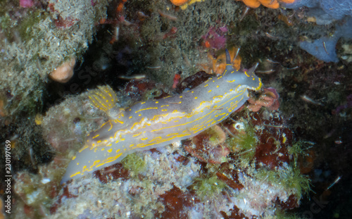 nudibranquio en la costa brava, mar mediterraneo