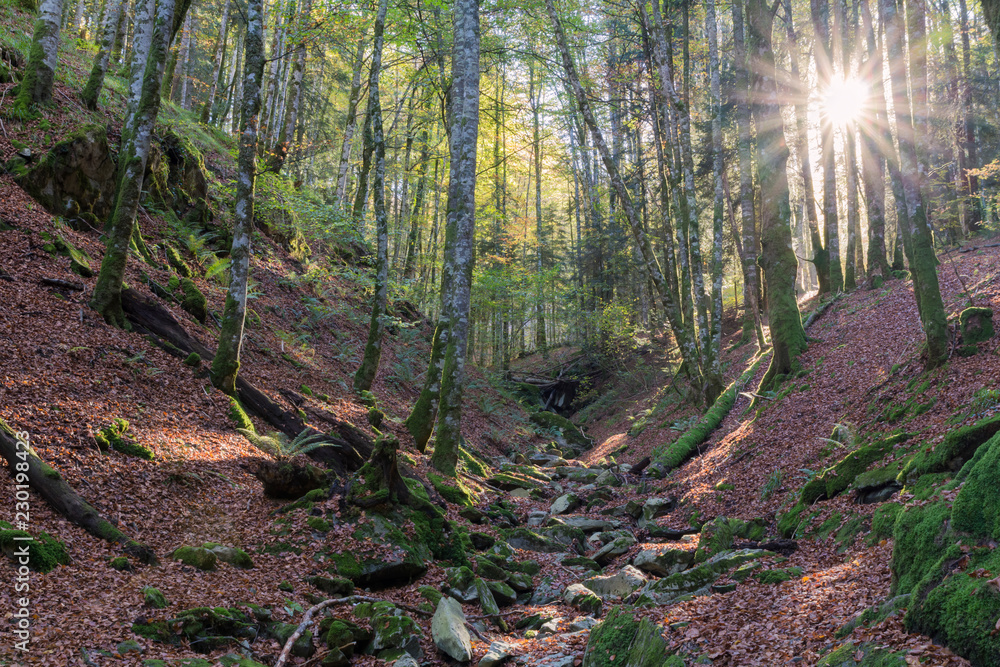 Sunset in the jungle of Irati, Navarre Sunset in the jungle of Irati, Navarre