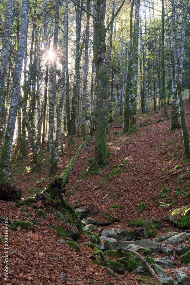 Obraz premium Sunset in the jungle of Irati, Navarre