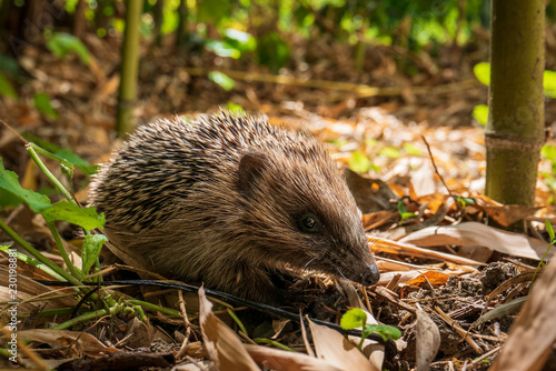 Young hedgehog on bamboo leaves