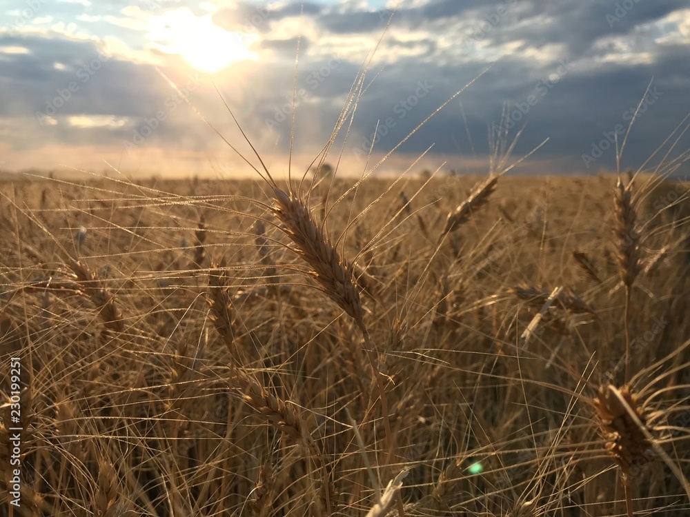Fototapeta premium field of wheat