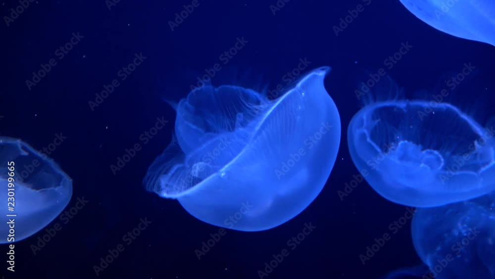 Aurelia aurita, Moon jelly, Saucer jelly, jellyfish, 4K, raw Aurelia aurita, Moon jelly, Saucer jelly, jellyfish, 4K, raw