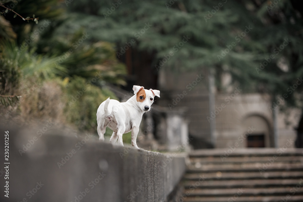 white Jack russell terrier stands against buildings