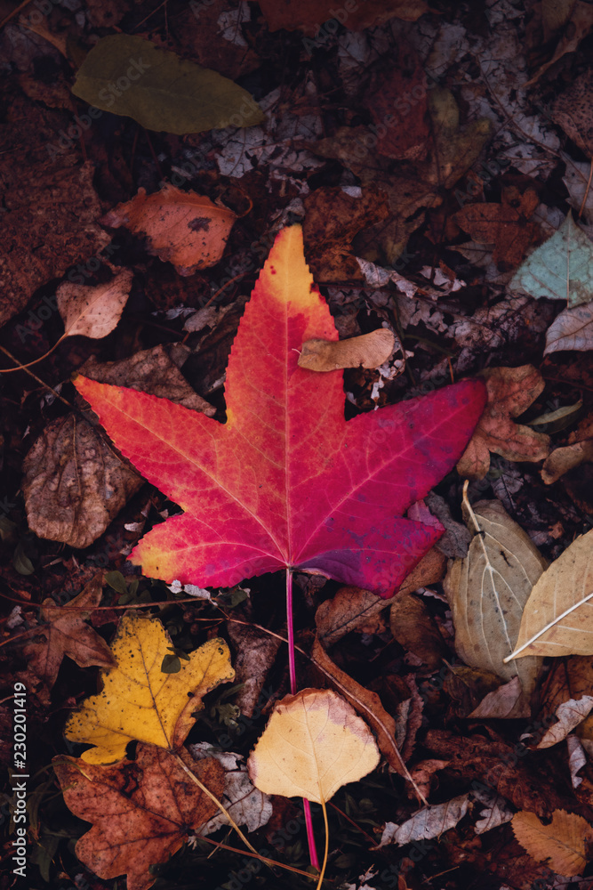 Colorful red and purple autumn leaf on the ground of brown leaves in a dark moody forest Colorful red and purple autumn leaf on the ground of brown leaves in a dark moody forest