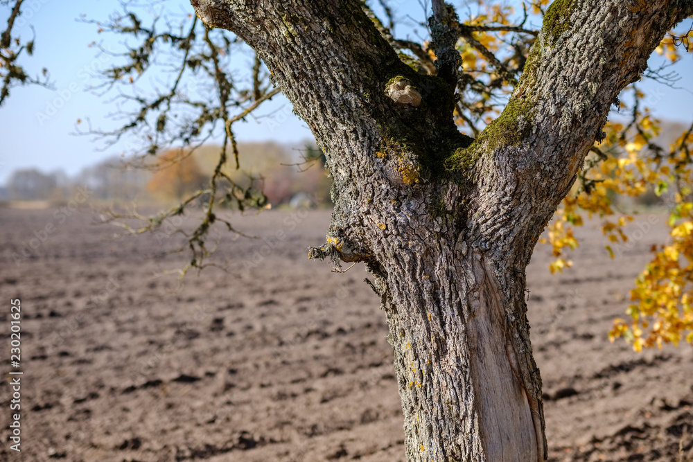 empty freshly cultivated agro field in late autumn in bright daylight empty freshly cultivated agro field in late autumn in bright daylight