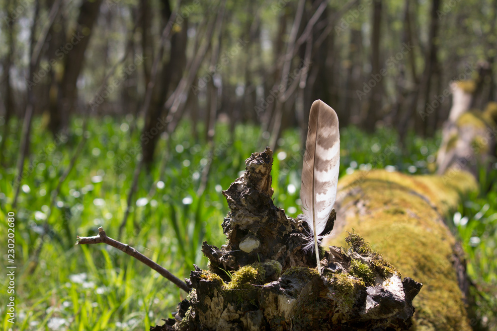 Fototapeta premium Naturschutzgebiet Echinger Lohe bei München