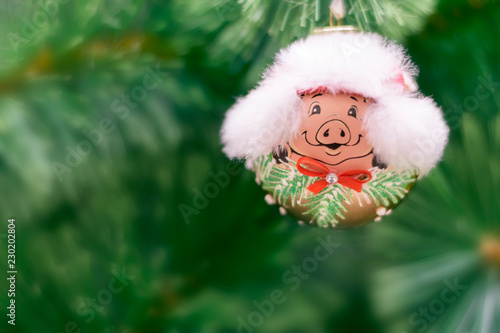 .Christmas tree toy pig on the tree. Copy space