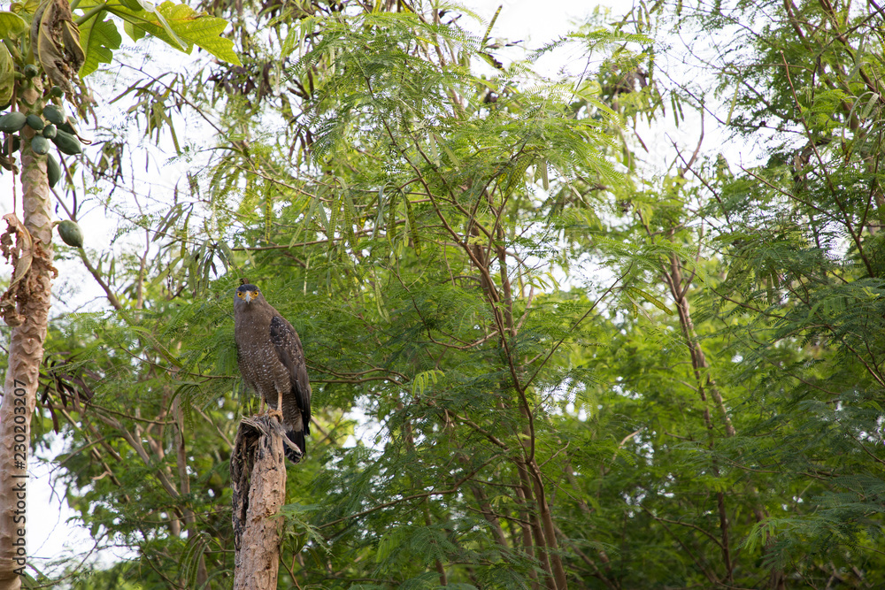 Obraz premium カンムリワシ西表島