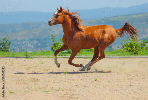 Fototapeta Naklejka Na Ścianę i Meble -  Red purebred Arabian stallion flies at a gallop with flowing mane and tail against the backdrop of mountains