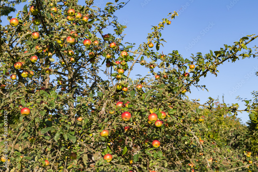apple tree plantation