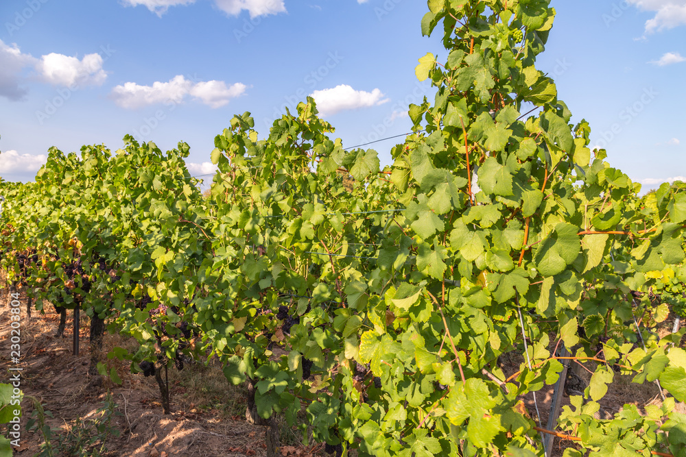 vineyard vineyard