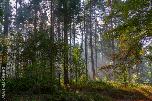 Forest