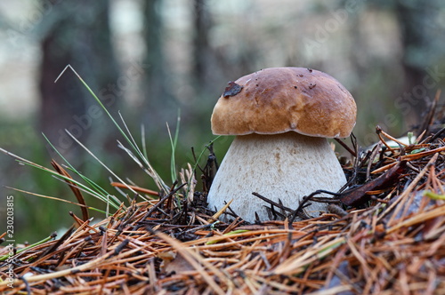 Small and thick king boletus mushroom in the forest close up. Surrounded by pine needles. Autumn sepe in the woods.  Cooking delicious organic mushroom. Gourmet food. photo