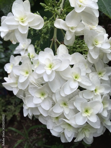 白い花 © YASUNARI