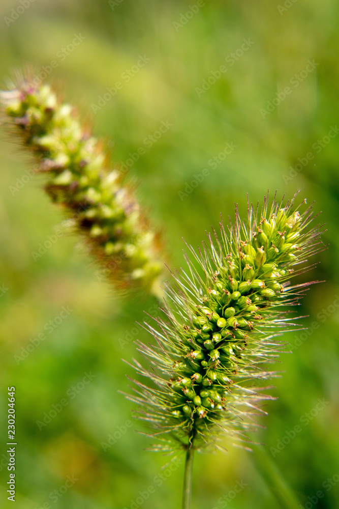 Screensaver on the phone meadow grass