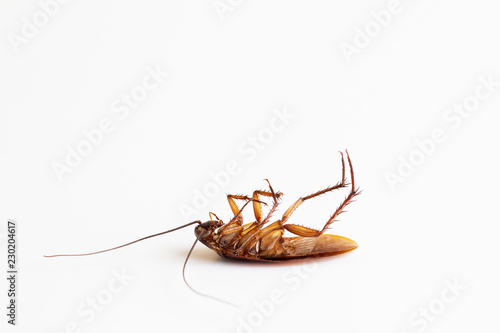 dead cockroach isolated on white background © ContributorArtist