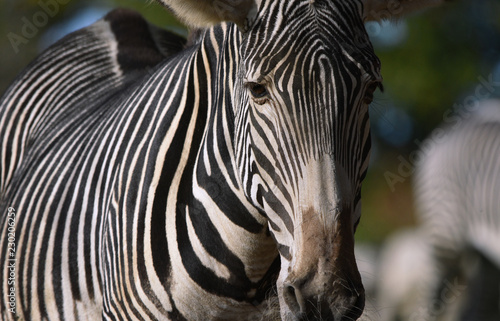 Fototapeta Naklejka Na Ścianę i Meble -  Zebra Close up