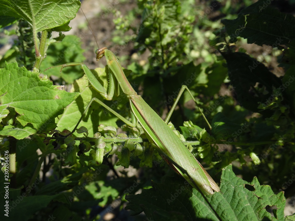 Mantis in the leaf of the perilla Mantis in the leaf of the perilla
