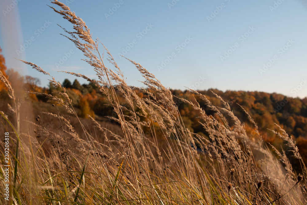 Obraz premium dry grass and blue sky
