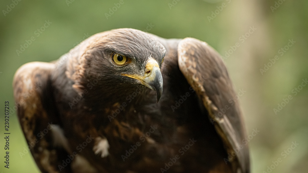 This Golden Eagle in part of a breeding & conservation program in the UK This Golden Eagle in part of a breeding & conservation program in the UK
