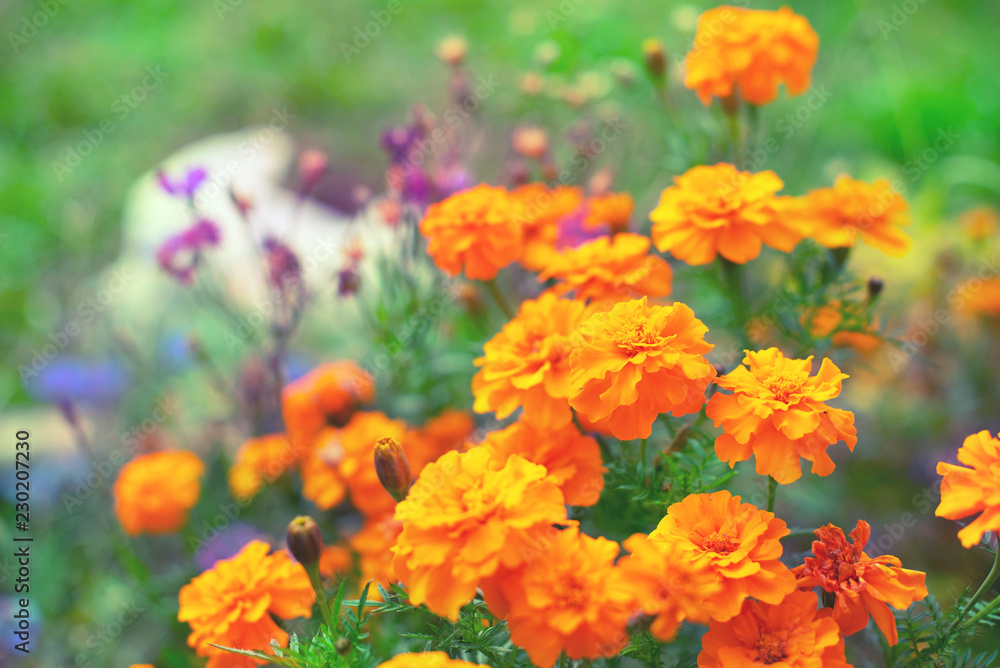 Autumn orange flowers on the ground tagetis bloom in a row Years natural plant Selective focus blurred background