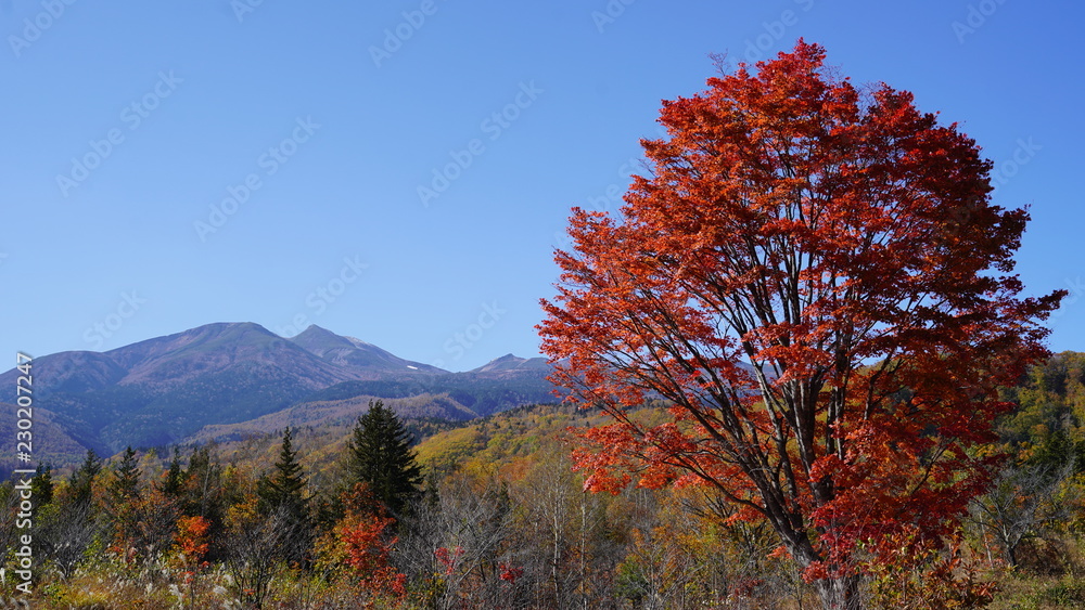 楓　紅葉　大カエデと乗鞍岳