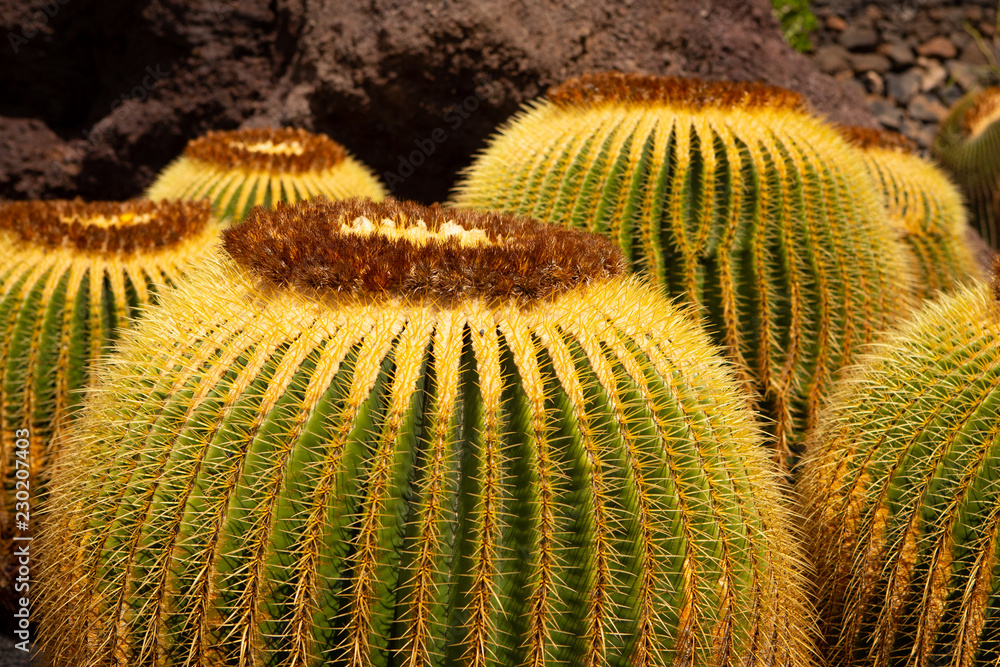 close up of some ecino cacti. You can see the big yellow thorns close up of some ecino cacti. You can see the big yellow thorns
